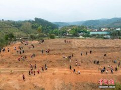 （乡村行·看振兴）广东黎溪镇：香水柠檬铺就乡村致富路