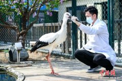 独脚东方白鹳装配“机械腿” 恢复训练或重返自然